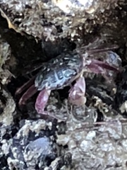 Pachygrapsus crassipes