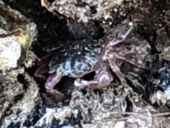 Pachygrapsus crassipes