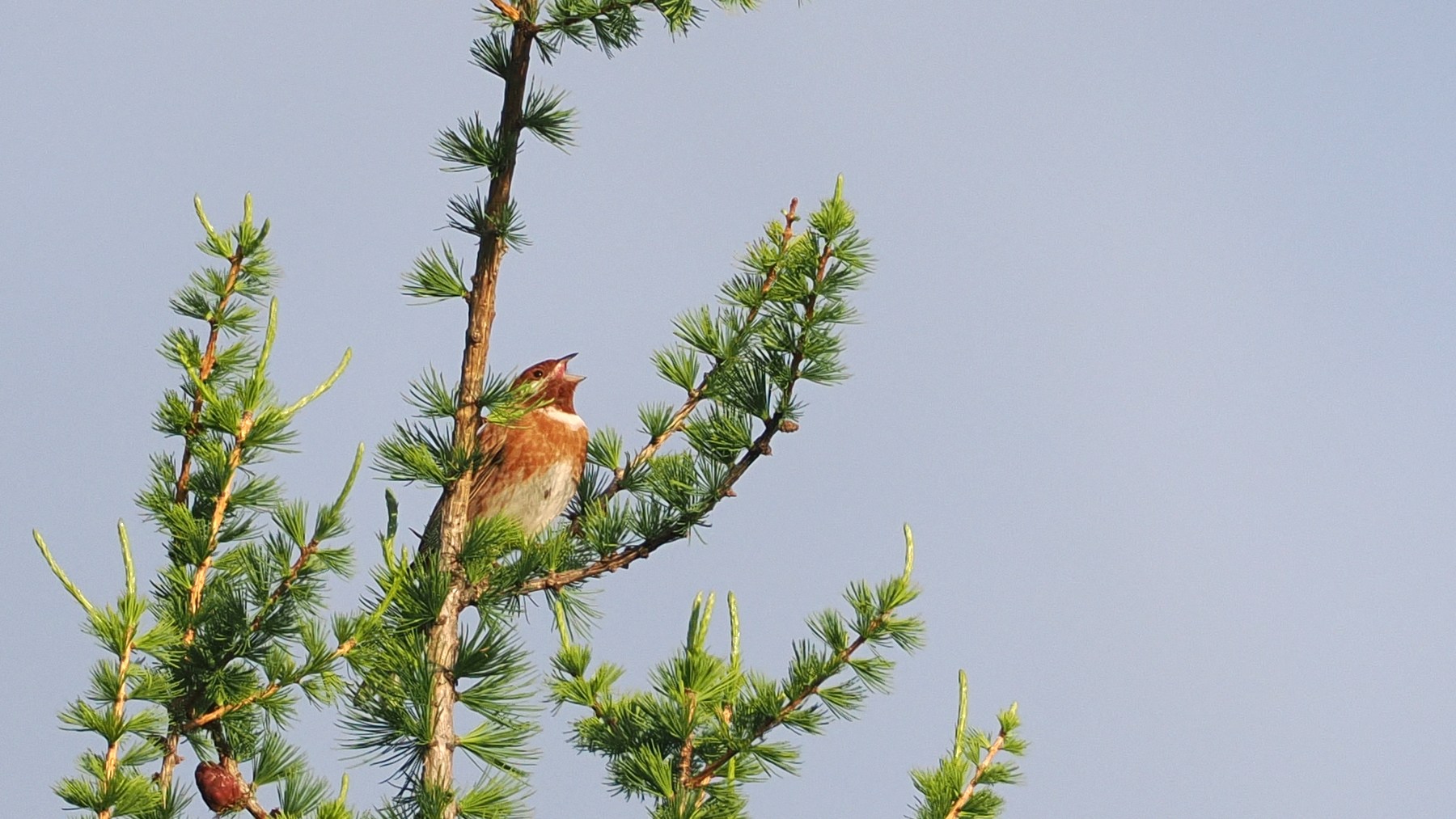 Pine Bunting