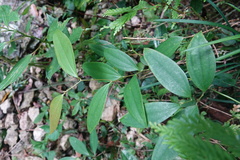 Smilax bracteata