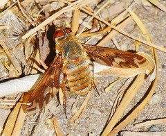 Poecilanthrax willistonii