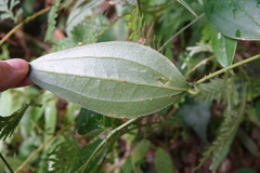 Smilax bracteata