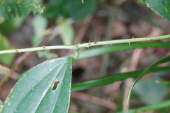 Smilax bracteata
