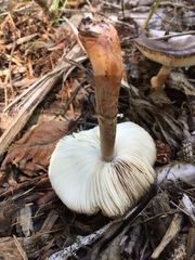 Lepiota flammeotincta