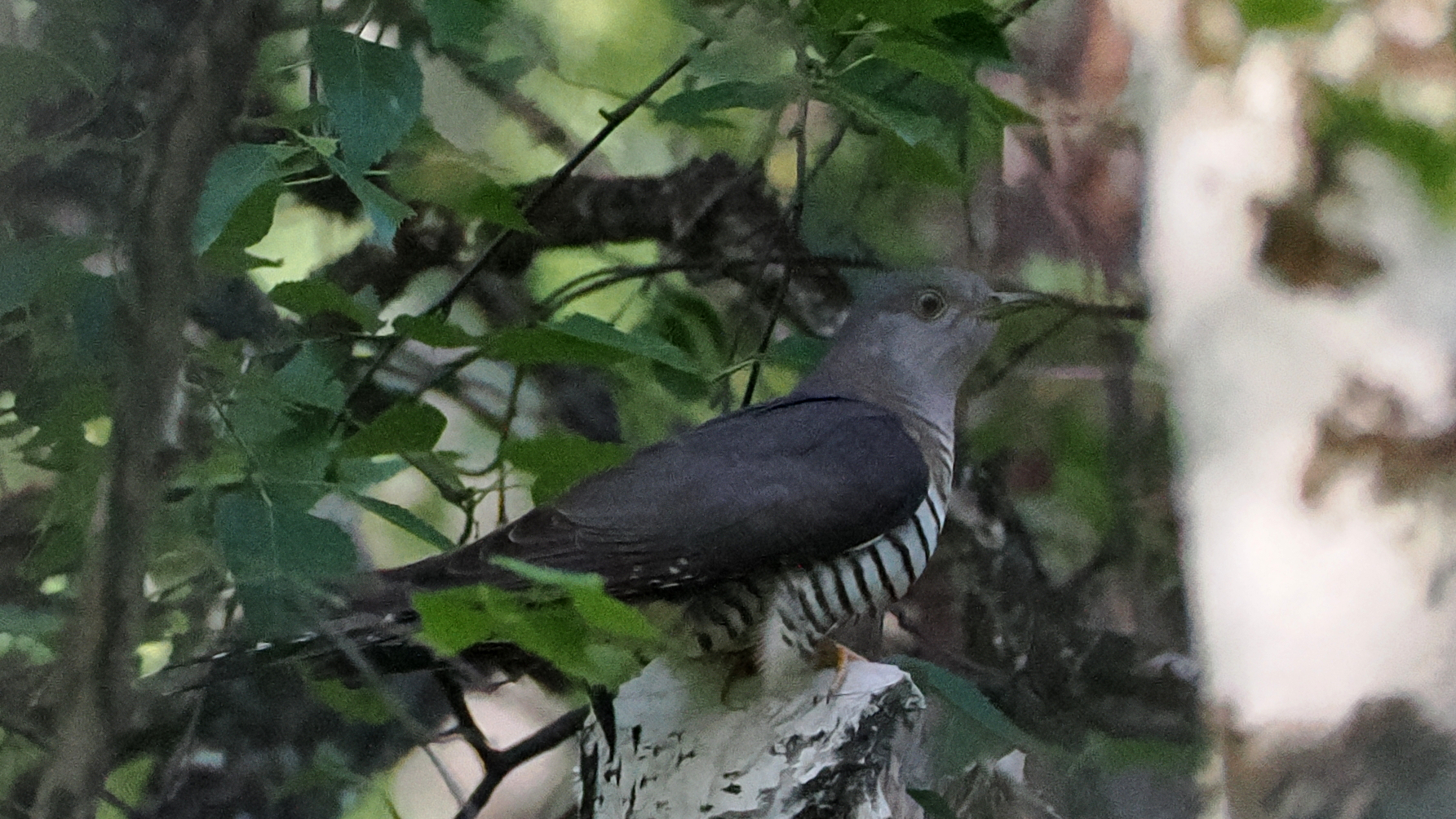 Oriental Cuckoo