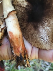 Lepiota flammeotincta