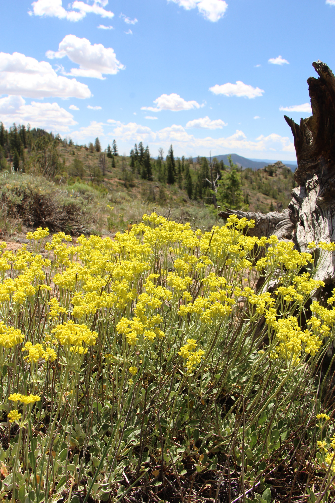 Eriogonum umbellatum var. umbellatum