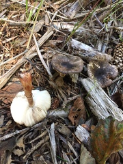 Lepiota flammeotincta