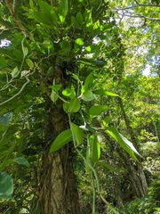 Rhaphidophora hongkongensis