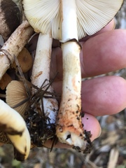 Lepiota flammeotincta