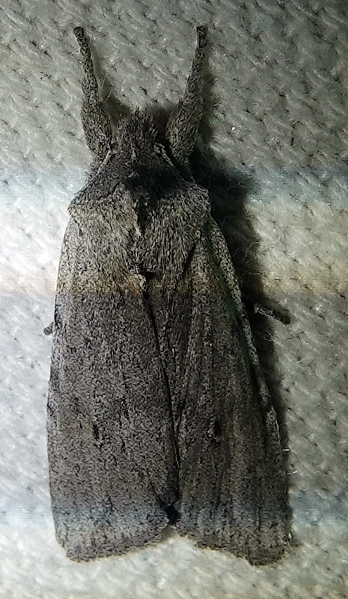 Lithophane itata