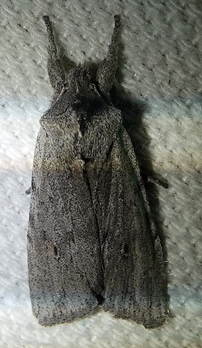 Lithophane itata