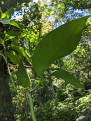 Rhaphidophora hongkongensis