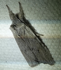 Lithophane itata