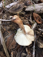 Lepiota flammeotincta