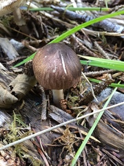 Lepiota flammeotincta
