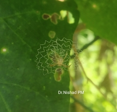Araneidae