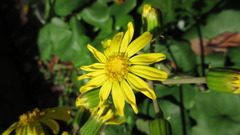 Farfugium japonicum