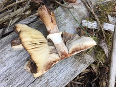 Lepiota flammeotincta