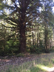 Lepiota flammeotincta