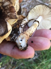 Lepiota flammeotincta