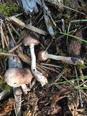 Lepiota flammeotincta