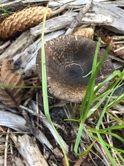 Lepiota flammeotincta