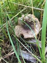 Lepiota flammeotincta