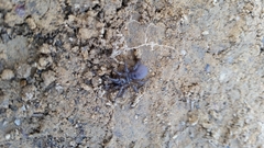 Antrodiaetus unicolor