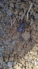 Antrodiaetus unicolor