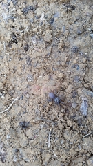 Antrodiaetus unicolor