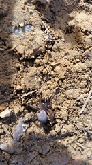 Antrodiaetus unicolor