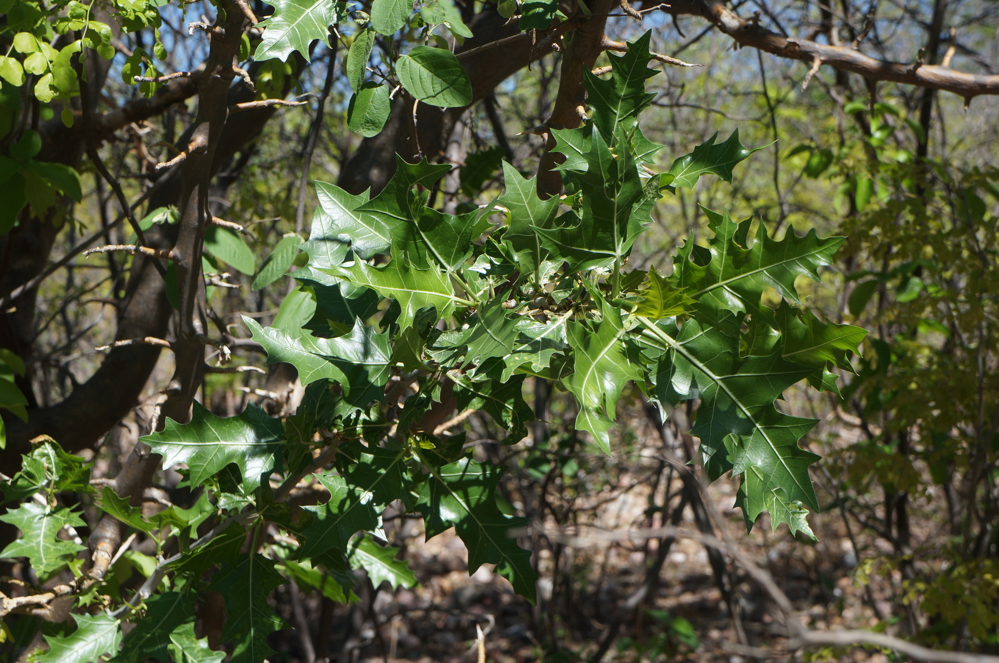 Cnidoscolus quercifolius