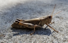 Melanoplus differentialis