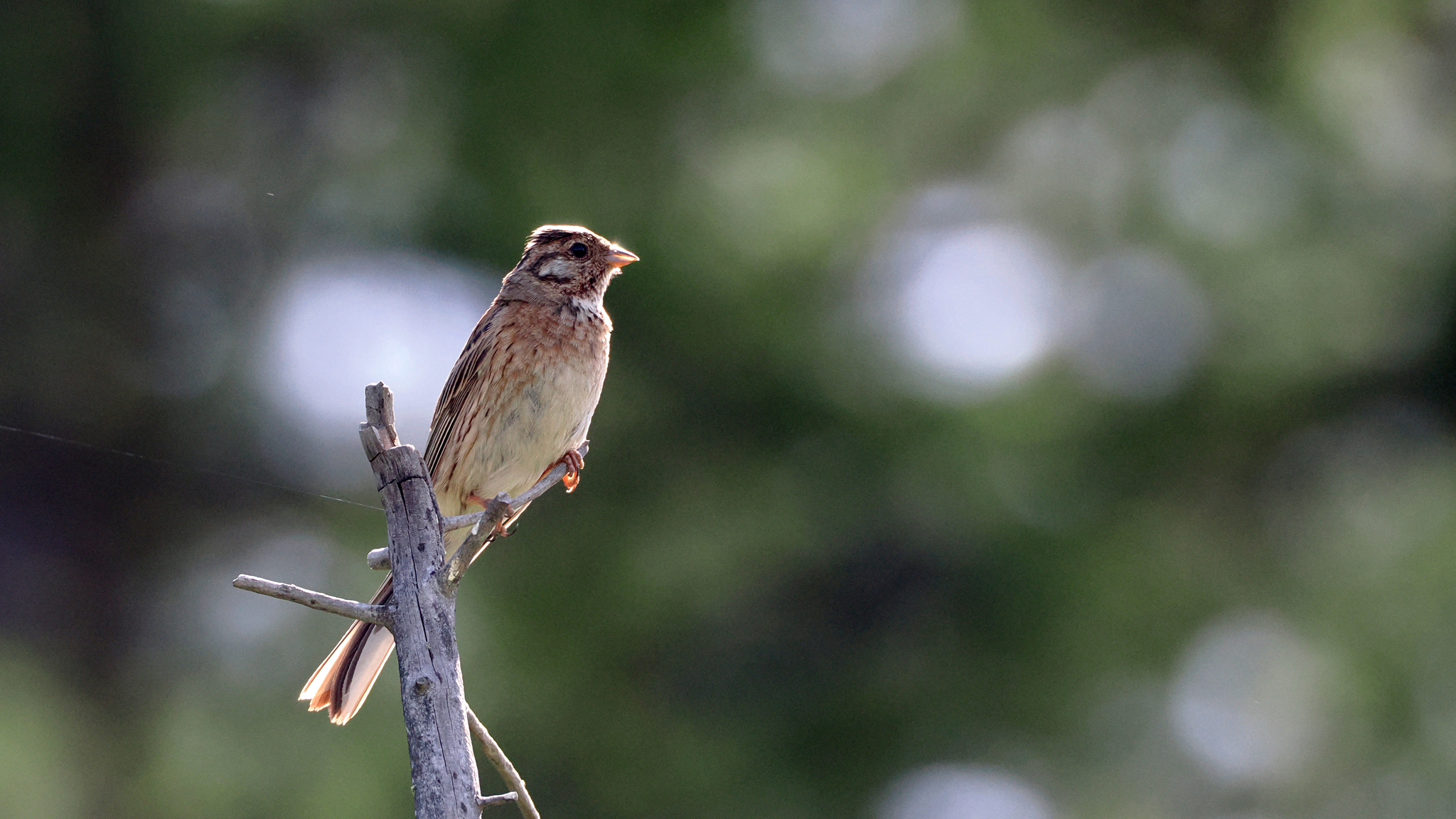 Pine Bunting