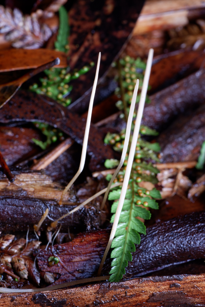 Macrotyphula juncea