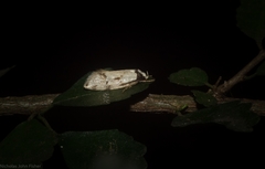 Coesyra hemiphragma