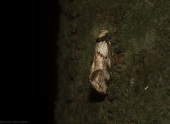 Coesyra hemiphragma