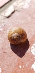 Cornu aspersum