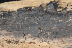 Botryohypochnus isabellinus