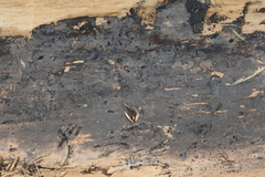 Botryohypochnus isabellinus