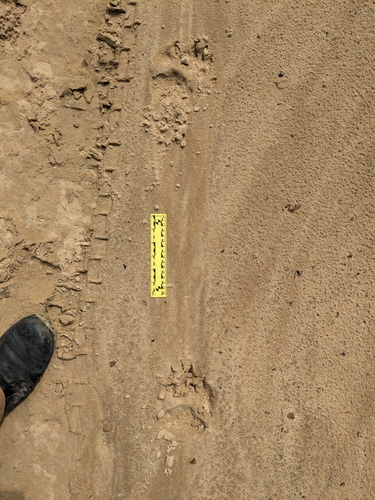 Black Bear Tracks Naturetracking