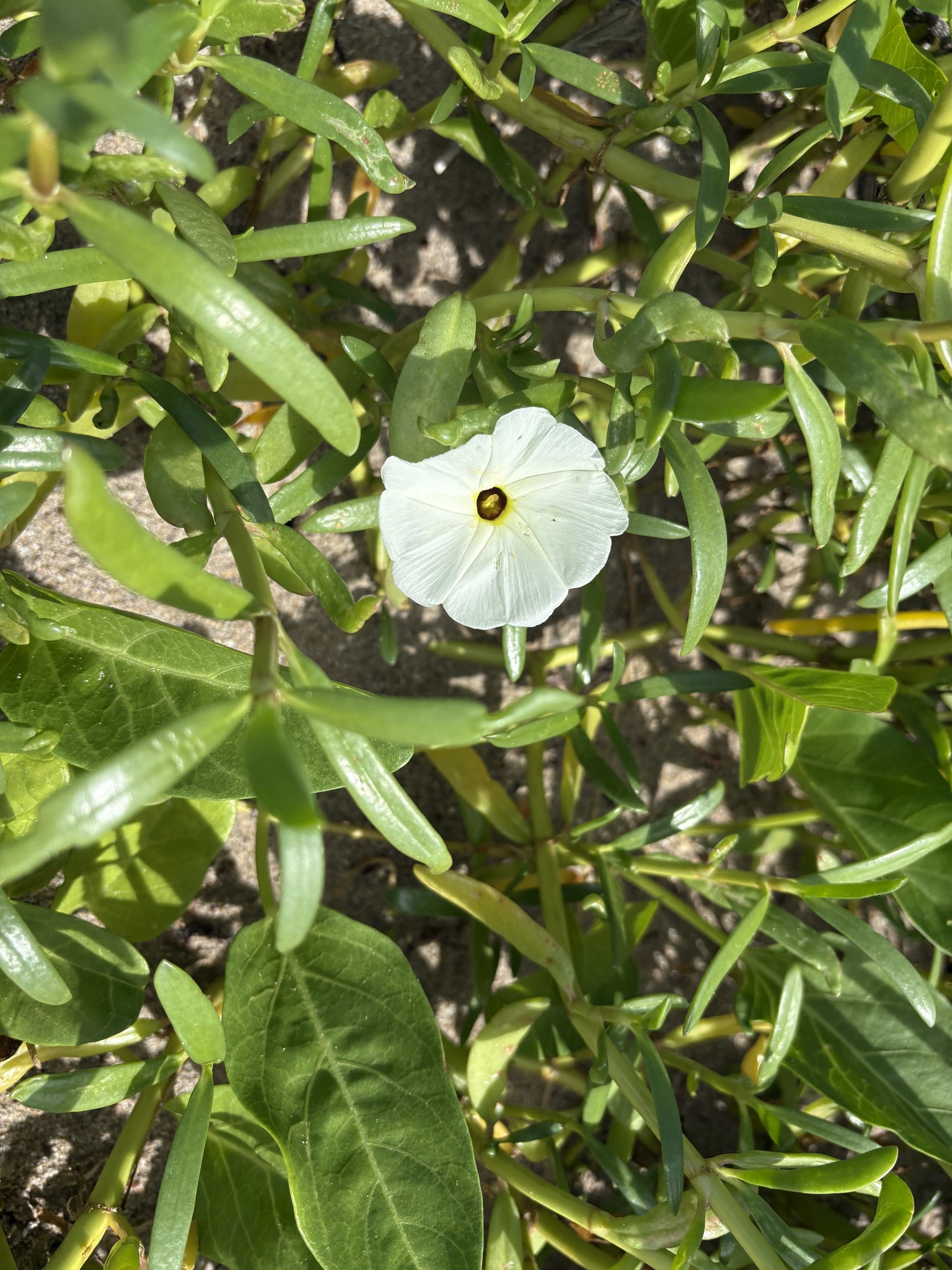 Ipomoea imperati