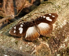 Aterica galene extensa