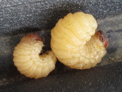 Curculio sikkimensis