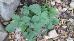 Coreanomecon hylomeconoides