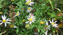 Galatella meyendorffii