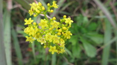 Patrinia scabiosifolia