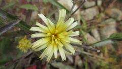 Picris japonica