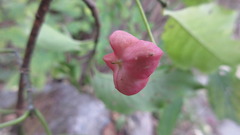 Euonymus hamiltonianus